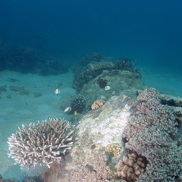 straightlineofreefballs straightlineofreefballs