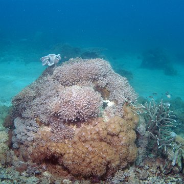 withplantedcorals withplantedcorals