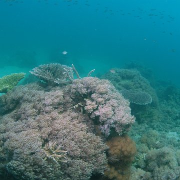dsc_0217 dsc_0217