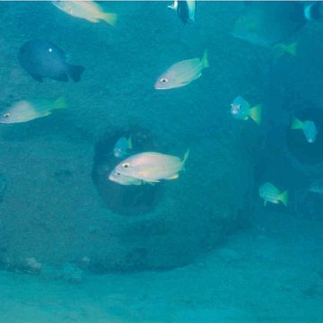 fish fish