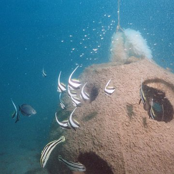 fish4 fish4