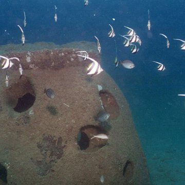 fish5 fish5