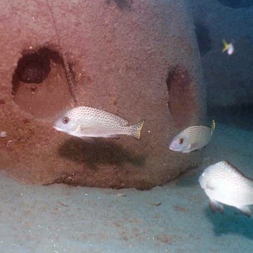 p1_flavomaculatus p1_flavomaculatus