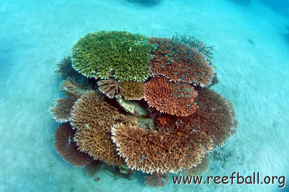 reefball