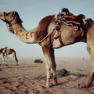 KuwaitCamel