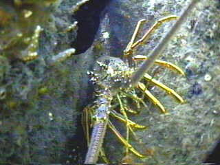 Lobster
