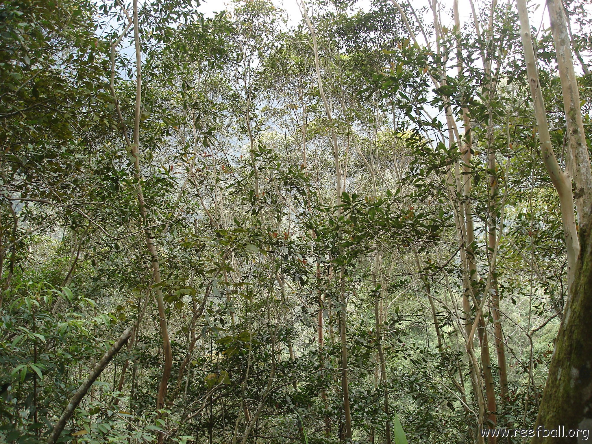 Road trip Sandakan - Kota Kinabalu (316)