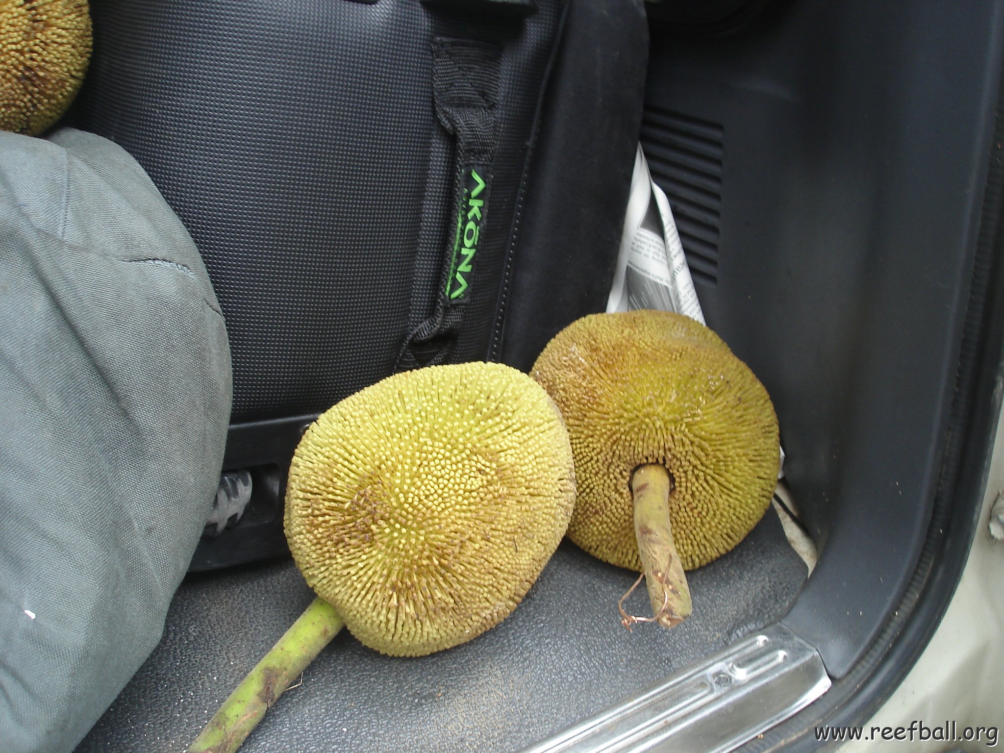 Road trip Sandakan - Kota Kinabalu (325)