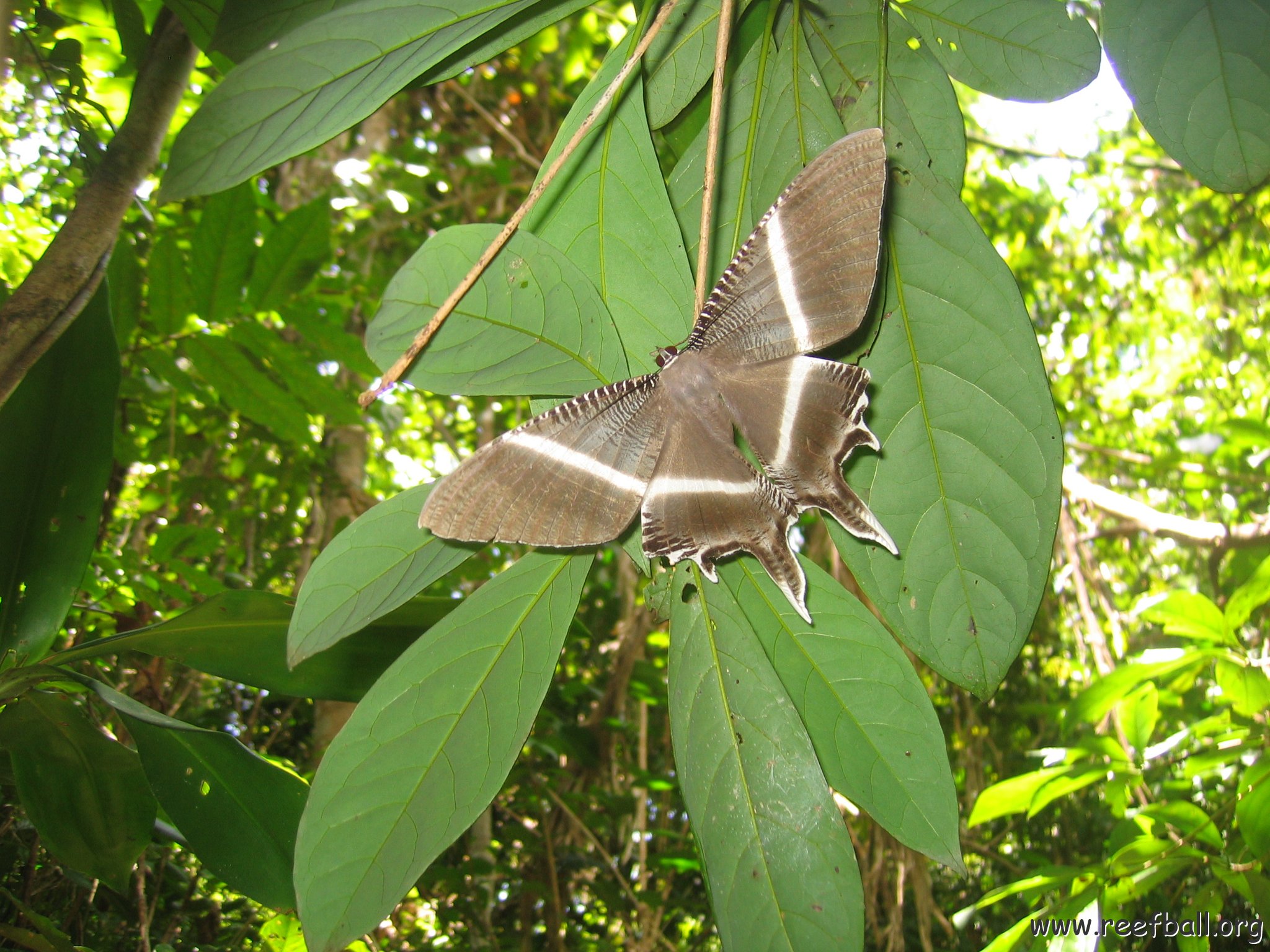 sabahborneo_106