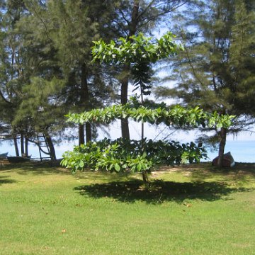 sabahborneo_094 sabahborneo_094