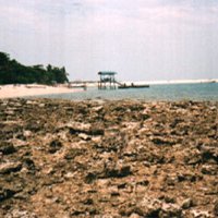 selingancorals2004 selingancorals2004