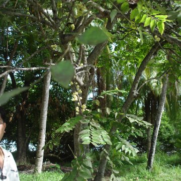initial trip to selinga-survey all 3 isl (49) initial trip to selinga-survey all 3 isl (49)