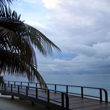 coralsurverynevisfourseasons_002 coralsurverynevisfourseasons_002
