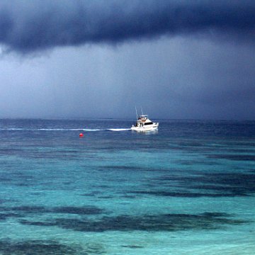 coralsurverynevisfourseasons_007 coralsurverynevisfourseasons_007