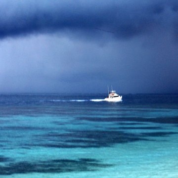 coralsurverynevisfourseasons_008 coralsurverynevisfourseasons_008