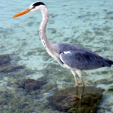coralsurverynevisfourseasons_011 coralsurverynevisfourseasons_011