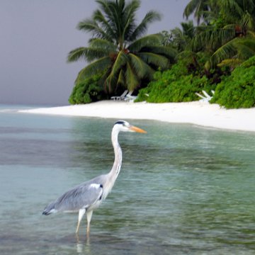 coralsurverynevisfourseasons_015 coralsurverynevisfourseasons_015