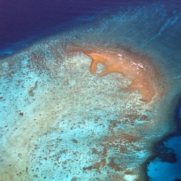 coralsurverynevisfourseasons_023 coralsurverynevisfourseasons_023