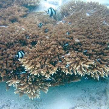 coralsurverynevisfourseasons_064 coralsurverynevisfourseasons_064