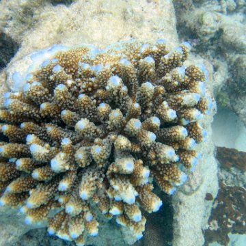 coralsurverynevisfourseasons_066 coralsurverynevisfourseasons_066