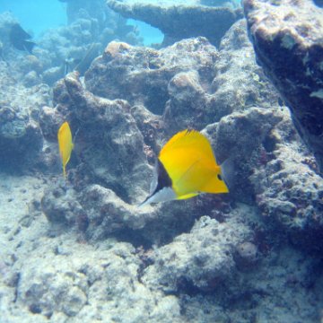 coralsurverynevisfourseasons_070 coralsurverynevisfourseasons_070