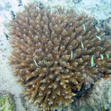 coralsurverynevisfourseasons_077 coralsurverynevisfourseasons_077