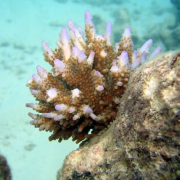coralsurverynevisfourseasons_080 coralsurverynevisfourseasons_080