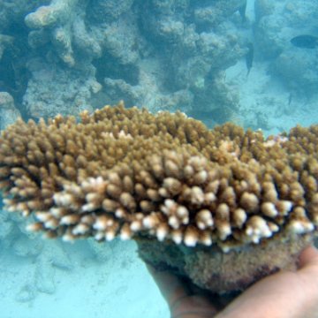 coralsurverynevisfourseasons_082 coralsurverynevisfourseasons_082