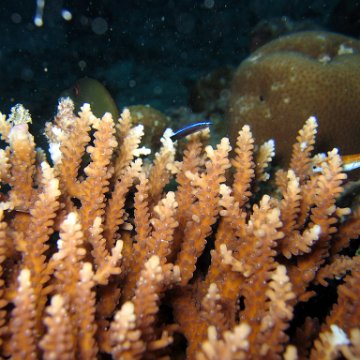 coralsurverynevisfourseasons_089 coralsurverynevisfourseasons_089