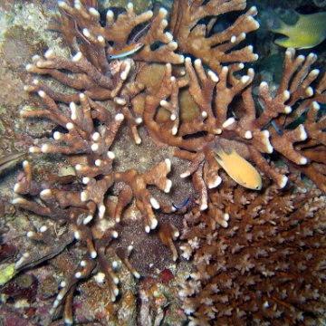 coralsurverynevisfourseasons_096 coralsurverynevisfourseasons_096