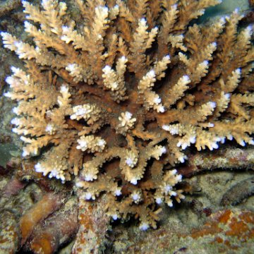 coralsurverynevisfourseasons_105 coralsurverynevisfourseasons_105