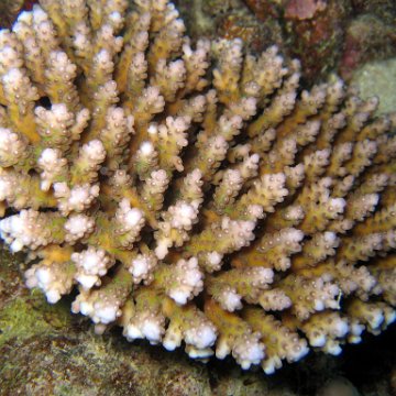 coralsurverynevisfourseasons_107 coralsurverynevisfourseasons_107