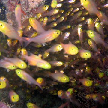 coralsurverynevisfourseasons_128 coralsurverynevisfourseasons_128