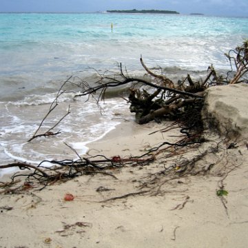 coralsurverynevisfourseasons_144 coralsurverynevisfourseasons_144
