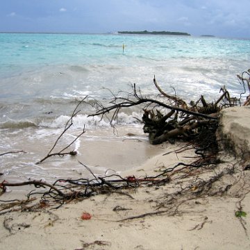 coralsurverynevisfourseasons_145 coralsurverynevisfourseasons_145