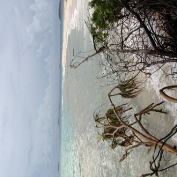coralsurverynevisfourseasons_147 coralsurverynevisfourseasons_147