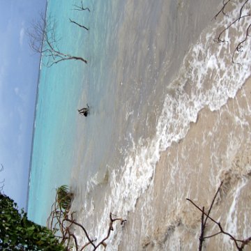 coralsurverynevisfourseasons_148 coralsurverynevisfourseasons_148