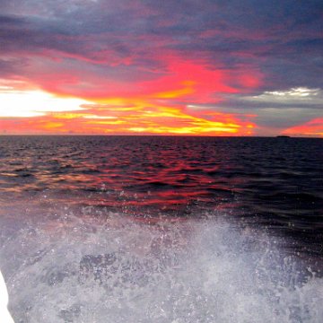 coralsurverynevisfourseasons_195 coralsurverynevisfourseasons_195