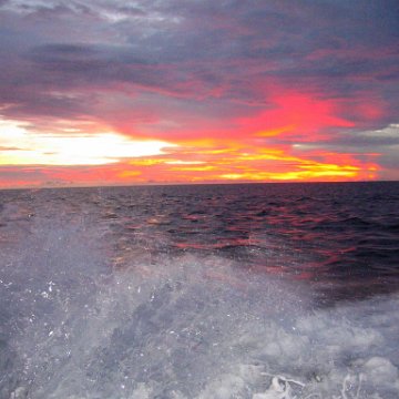 coralsurverynevisfourseasons_196 coralsurverynevisfourseasons_196
