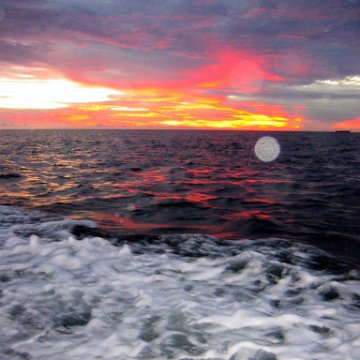 coralsurverynevisfourseasons_198 coralsurverynevisfourseasons_198