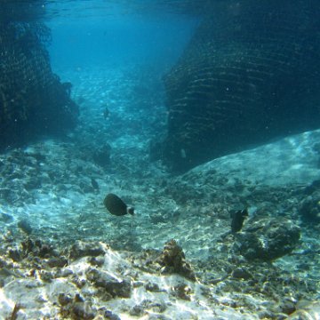 coralsurverynevisfourseasons_044 coralsurverynevisfourseasons_044