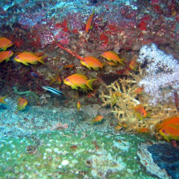 coralsurverynevisfourseasons_117 coralsurverynevisfourseasons_117