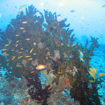 coralsurverynevisfourseasons_120 coralsurverynevisfourseasons_120