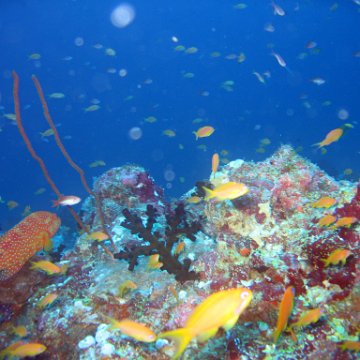 coralsurverynevisfourseasons_123 coralsurverynevisfourseasons_123