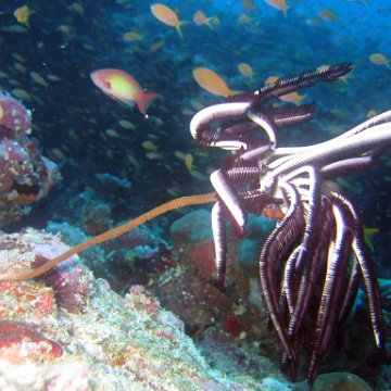 coralsurverynevisfourseasons_126 coralsurverynevisfourseasons_126