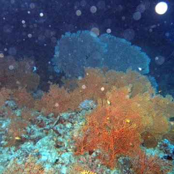 coralsurverynevisfourseasons_129 coralsurverynevisfourseasons_129