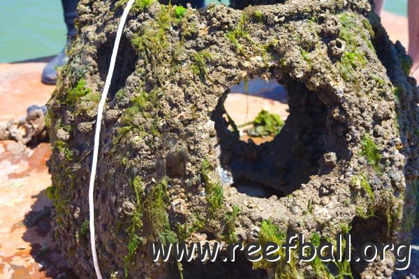 reefball10