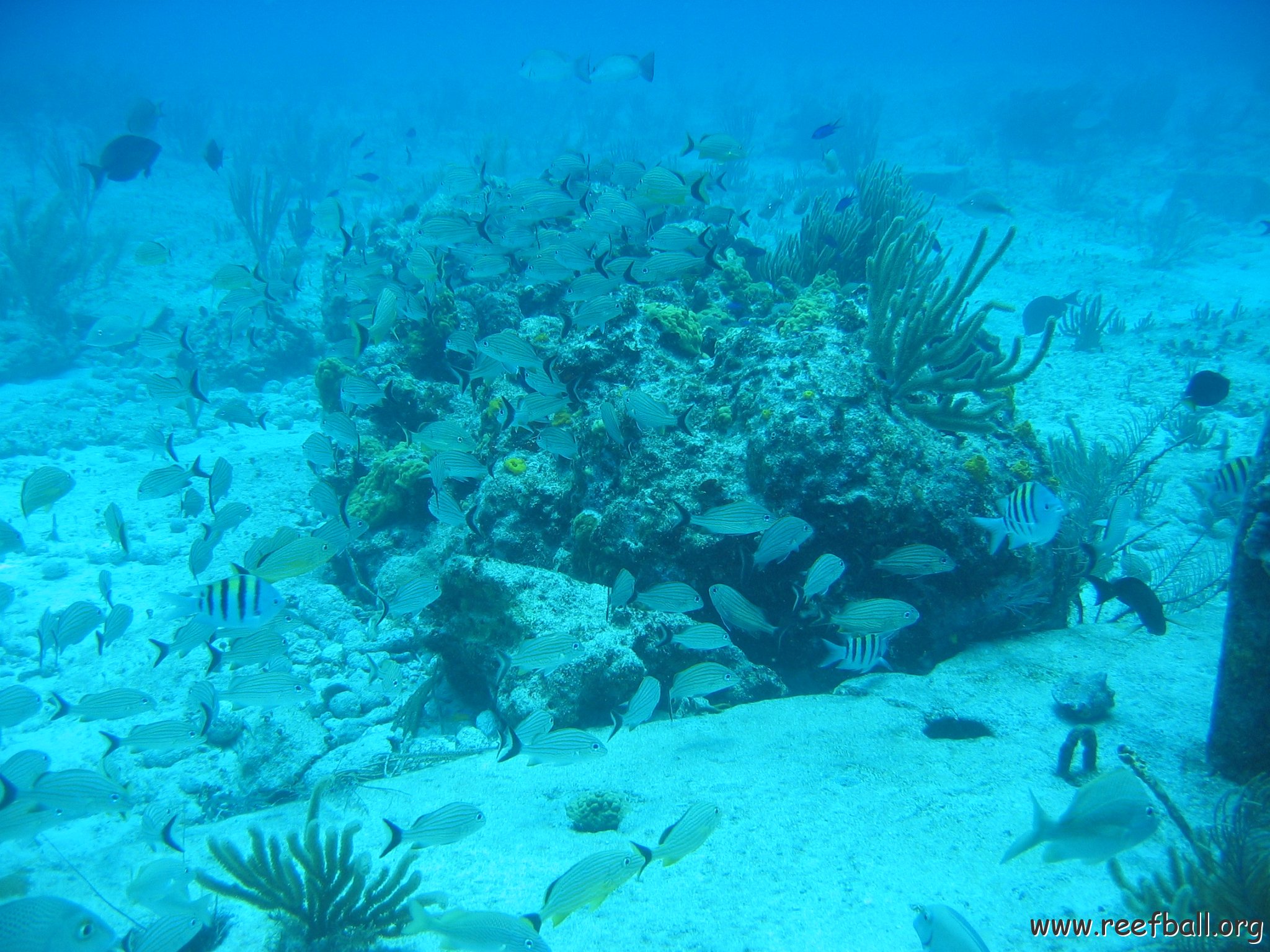 2005Aug5 Cancun 056