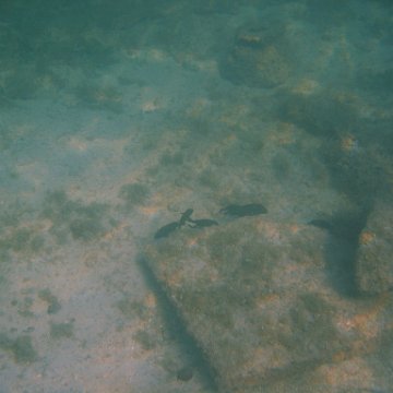 img_0736 img_0736