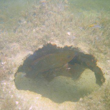 img_0929 img_0929